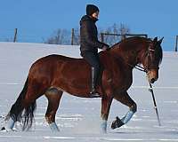 classical-friesian-horse