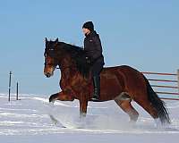 breeding-friesian-horse