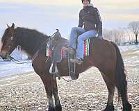beginner-friesian-horse