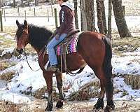 bay-star-horse