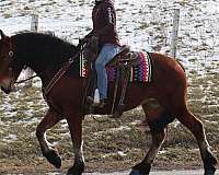 all-around-friesian-horse