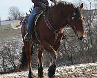 athletic-friesian-horse