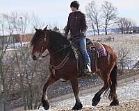 field-hunter-friesian-horse