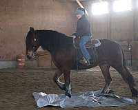 harness-friesian-horse