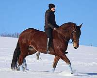 driving-friesian-horse
