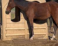 3-white-socks-a-blaze-horse