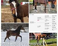 bay-3-white-socks-a-blaze-horse