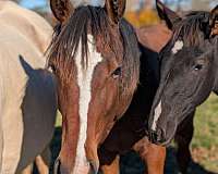 dutch-colt