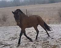 athletic-andalusian-horse