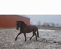 breeding-andalusian-horse