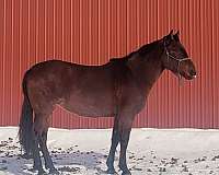 classical-andalusian-horse
