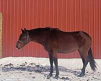 english-pleasure-andalusian-horse