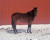 equitation-andalusian-horse