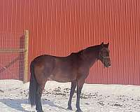 eventing-andalusian-horse