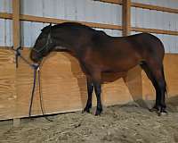 field-hunter-andalusian-horse