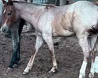 star-4-white-socking-horse