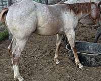 red-roan-star-4-white-socking-horse
