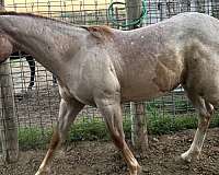 fancy-stallion