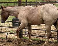 feedlot-stallion
