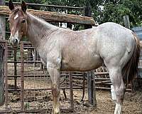 have-been-ridden-stallion