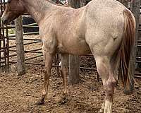 heavy-muscled-stallion