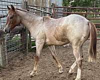 legs-stallion
