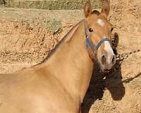 isabelo-star-white-sock-horse