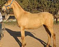 isabelo-english-pleasure-horse