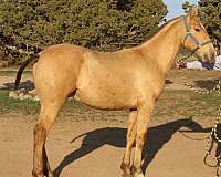 isabelo-equitation-horse
