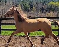isabelo-color-producer-horse
