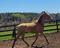 isabelo-working-equitation-horse