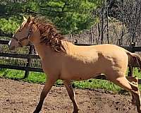 star-white-sock-horse