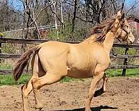 stands-tied-andalusian-horse