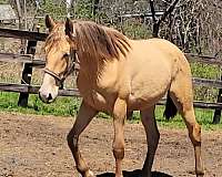 isabelo-andalusian-gelding