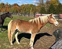 barn-haflinger-horse