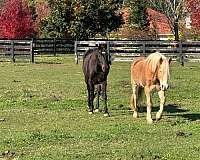 dressage-training-haflinger-horse