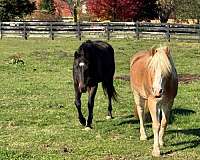 excellent-haflinger-horse