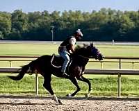 bay-ranch-versat-horse