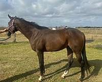 star-horse