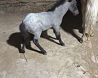 miniature-filly