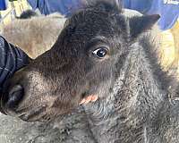 miniature-horse-for-sale
