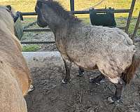miniature-horse