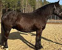 black-gelding-for-sale