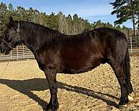 black-draft-gelding