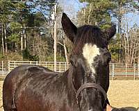 15-hand-draft-gelding