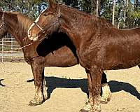 sorrel-belgian-gelding