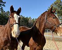 17-hand-belgian-gelding
