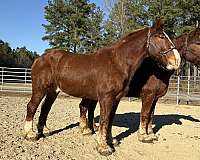 sorrel-gelding-for-sale