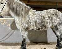 beginner-icelandic-horse