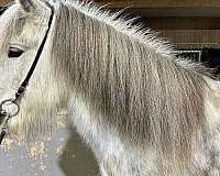 dappled-icelandic-horse
